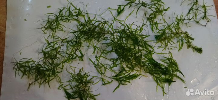 Элодея и др. растения