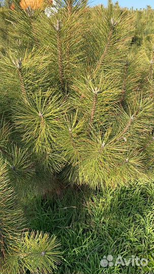 Сосна черная (Кимры)