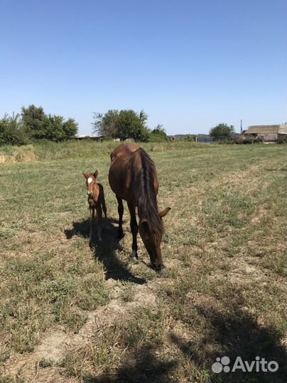 Продается лошадь