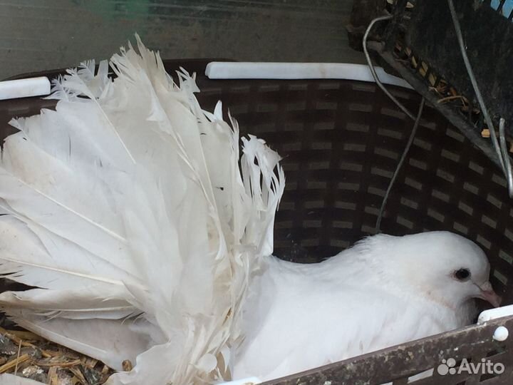 Голуби павлины