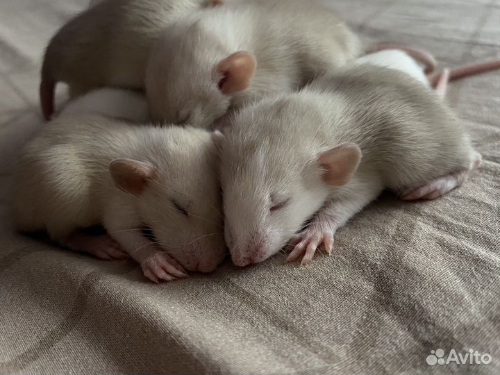 Крысята дамбо