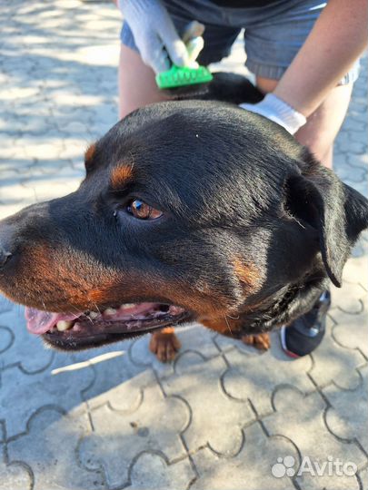 Вязка ротвейлера