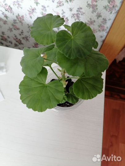 Пеларгония герань