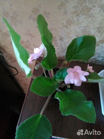 Комнатные растения цветы сортовые фиалки