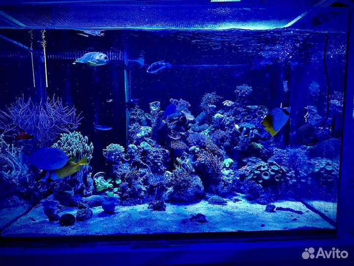 Морской аквариум с сампом
