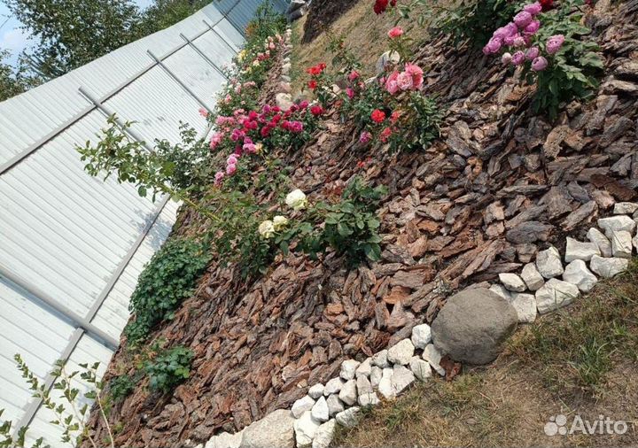 Кора сосновая