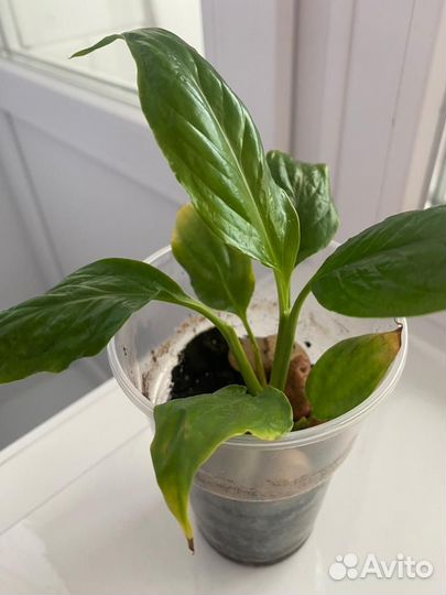 Спатифиллум, комнатной цветущее растение