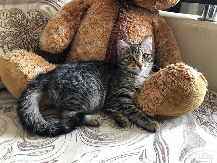 Кисонька в добрые руки