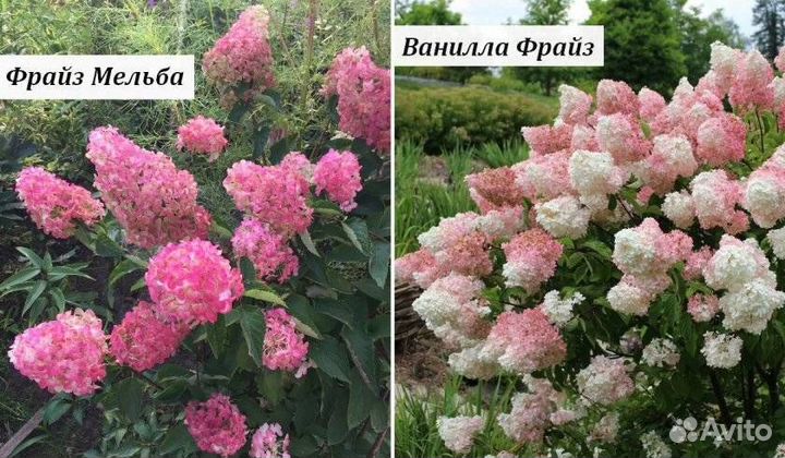 Гортензия Ванилла,Фрейз Мельба