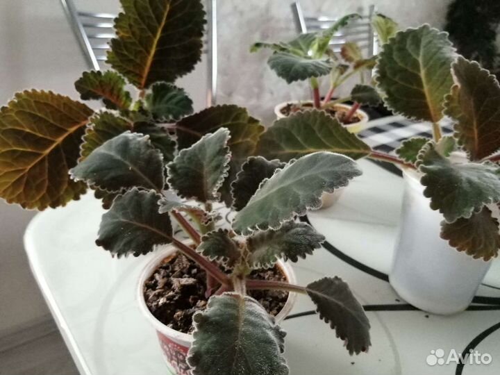 Каланхое, глоксинии