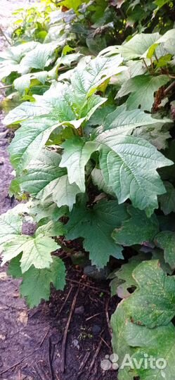 Саженцы садовых кустарников