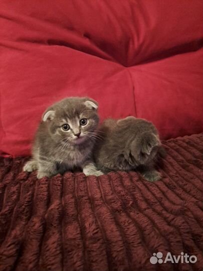 Шотландские котята