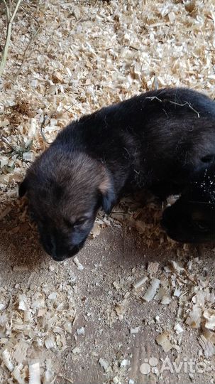 Щенята помесь лайки