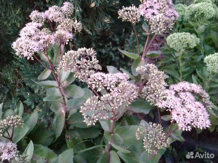 Очиток под срезку