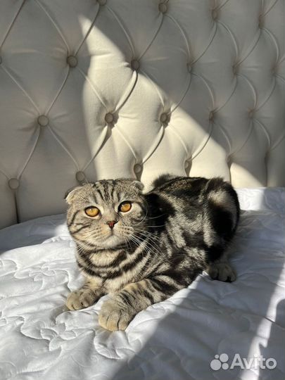 Шотландский кот вязка