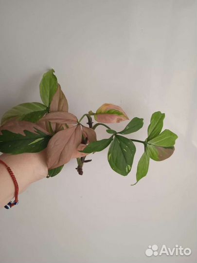 Ред спот триколор