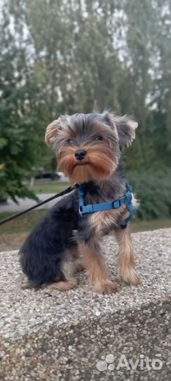 Йоркширский терьер мини