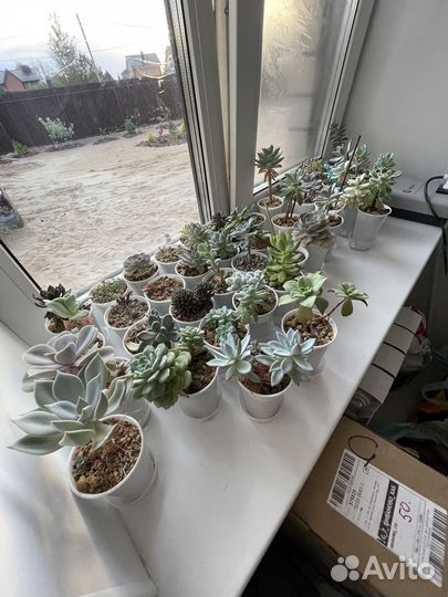 Суккуленты коллекция