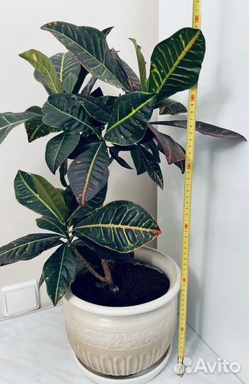 Кротон большой