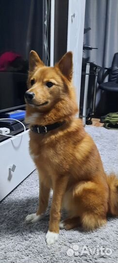 Карело финская лайка. Вязка