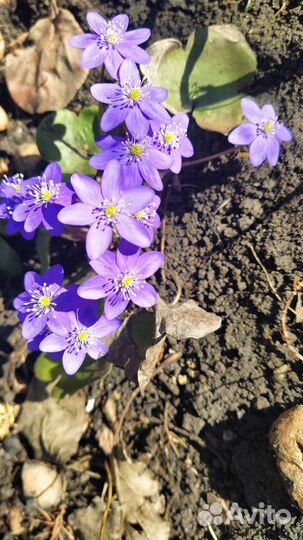 Печеночница голубая