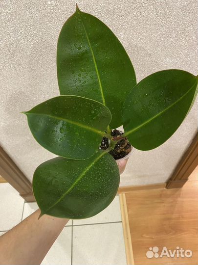 Алоказия шкура дракона