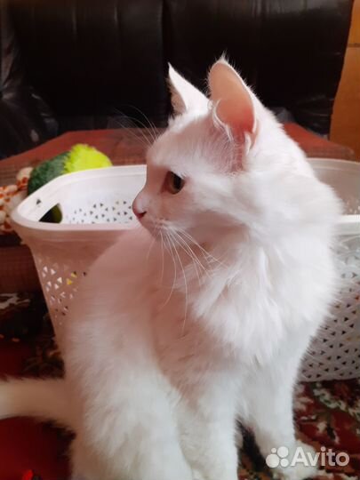 Домашняя кошечка