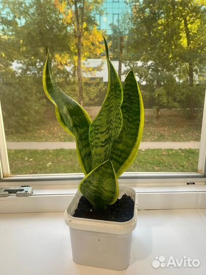 Комнатные растения