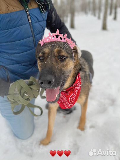 Собака в добрые руки