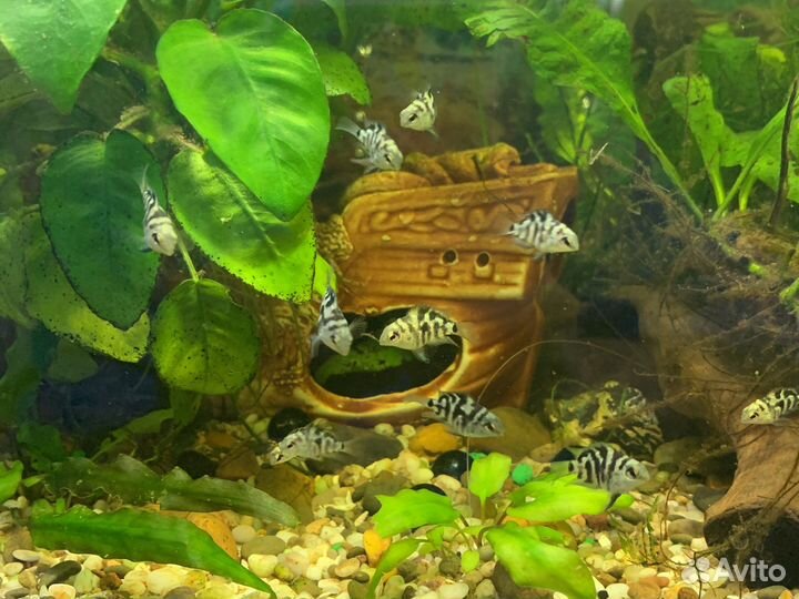 Рыбка сапфировый попугай