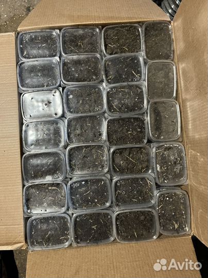 Черви зеленые