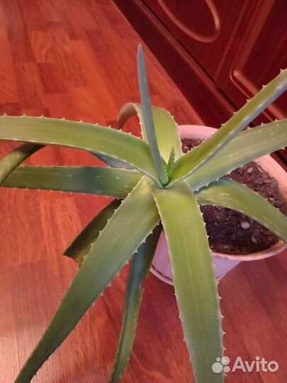 Комнатные цветы алоэ