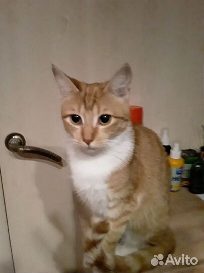 Золотая девочка