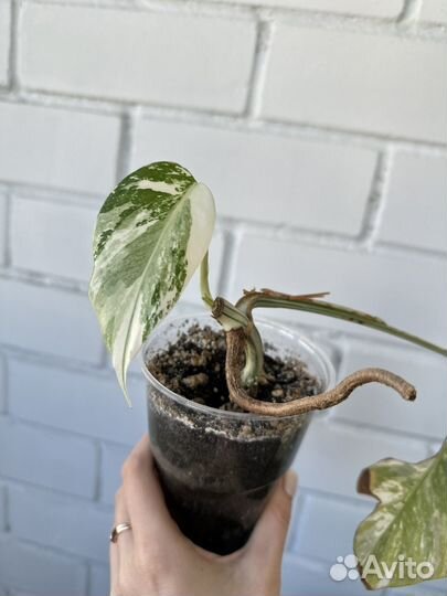 Монстера вариегатная Альба