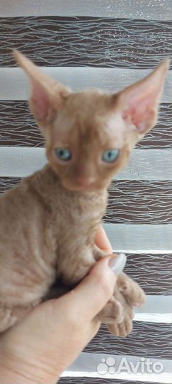 Циннамоновый девон-рекс