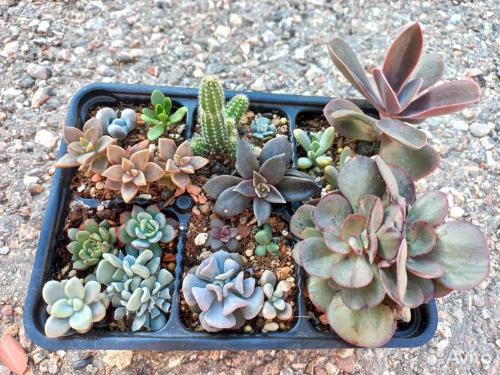 Суккуленты: наборы 1000-1500