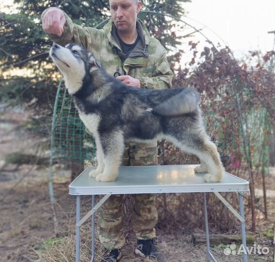 Аляскинский маламут щенок