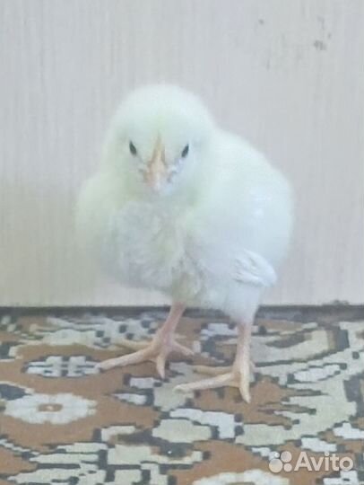 Цыплята. Легорн и Борковская борвистая