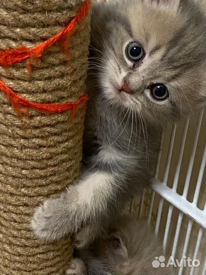Шотландские котята