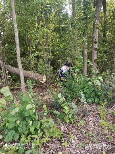 Спил деревьев