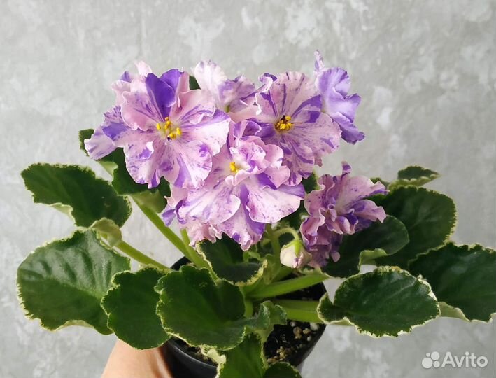 Детки сортовых фиалок