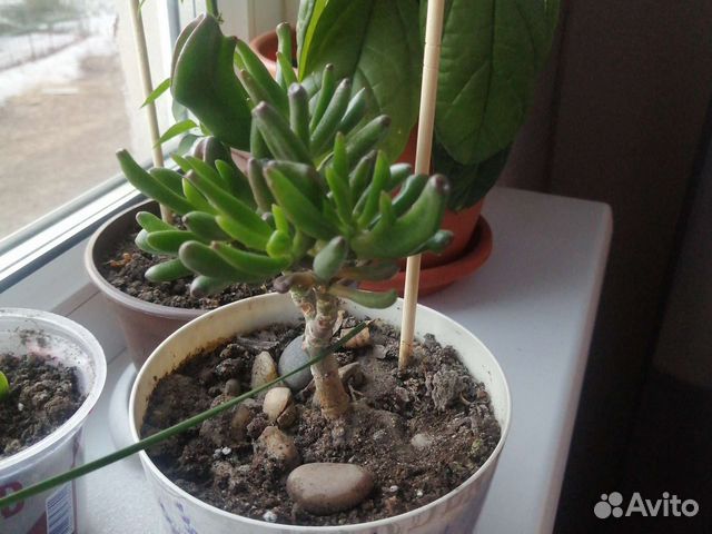 Толстянка крассула