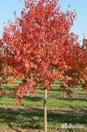 Клен Гиннала