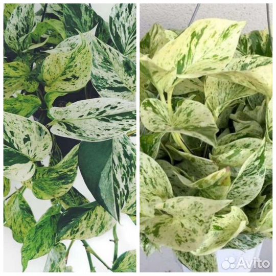 Эпипремнум Хеппи Лиф, Марбл Квин, Нджой