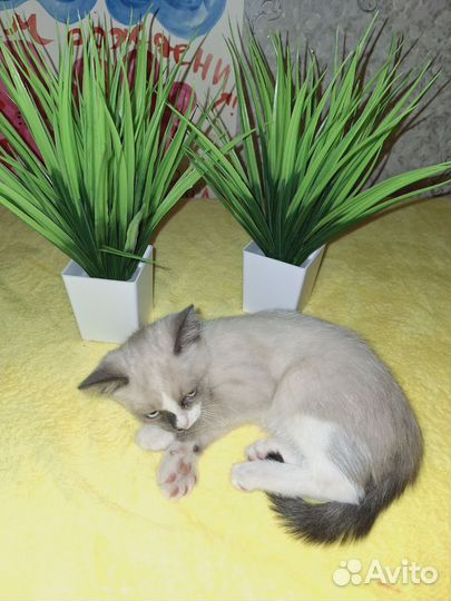 Сиамская кошечка