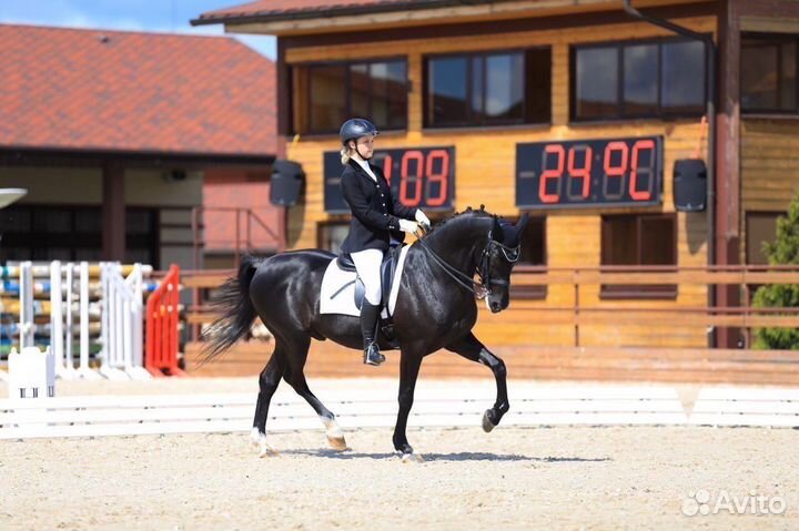 Занятия верховой ездой/выездка/берейтор