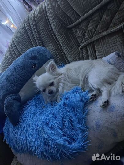 Вязка собак