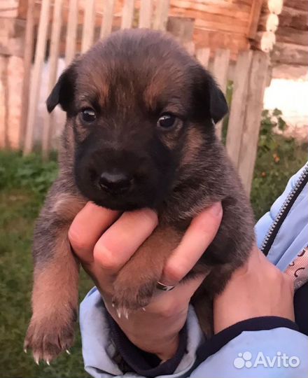 Щенки от немецкой овчарки