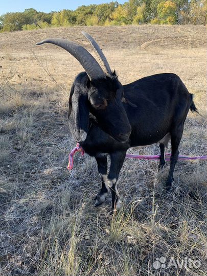 Коза дойная