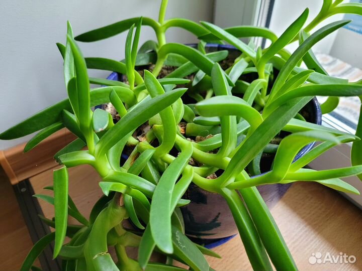 Карпобротус